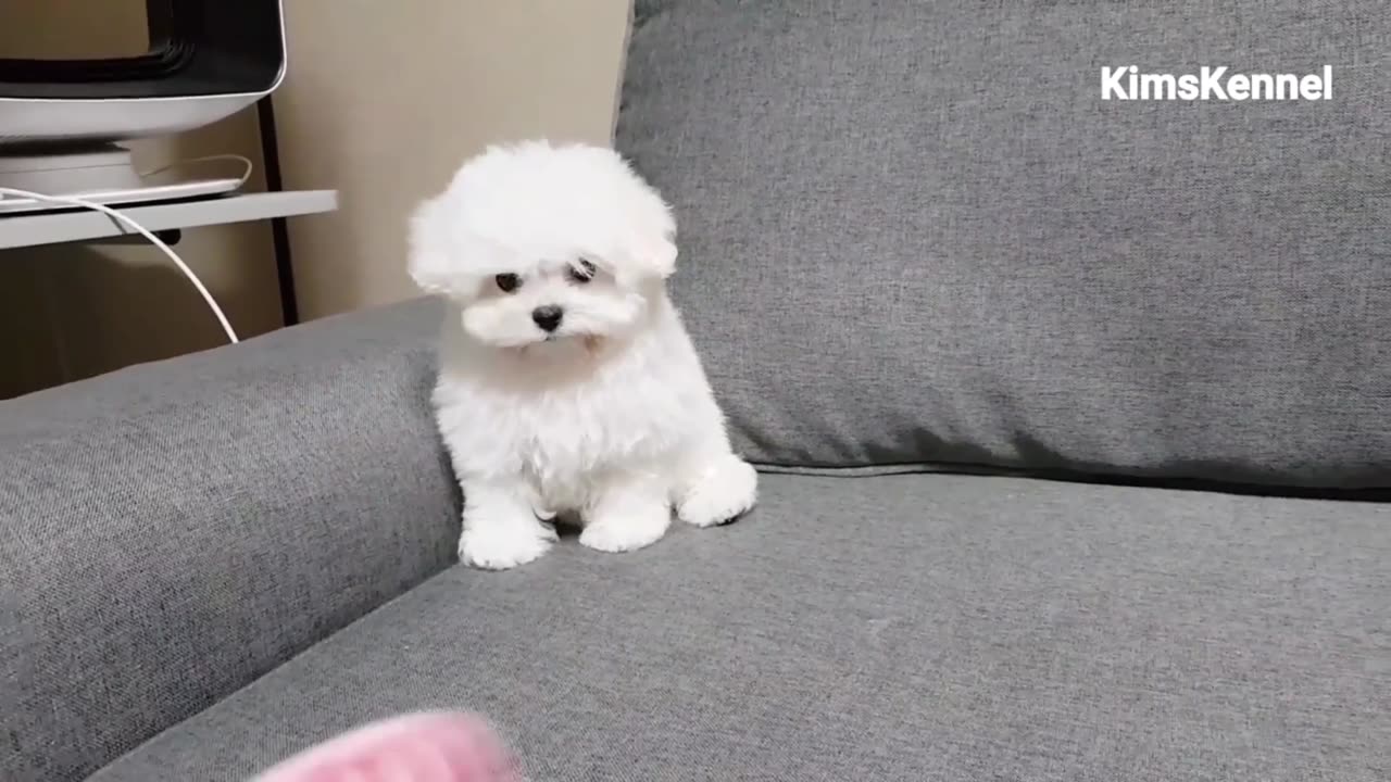 Cute Puppy Playing Moment