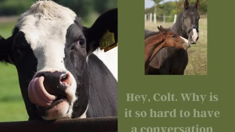 Tactital Dad Cow Conversation