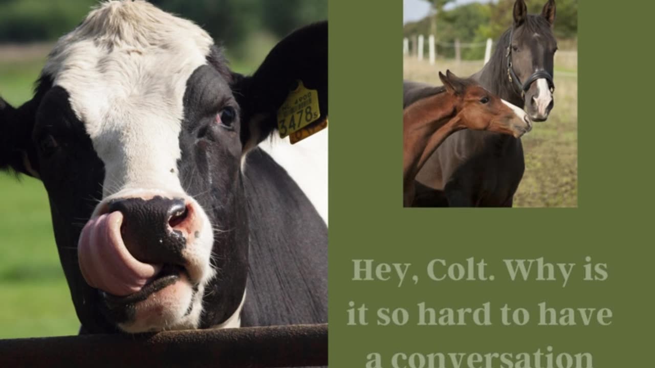 Tactital Dad Cow Conversation