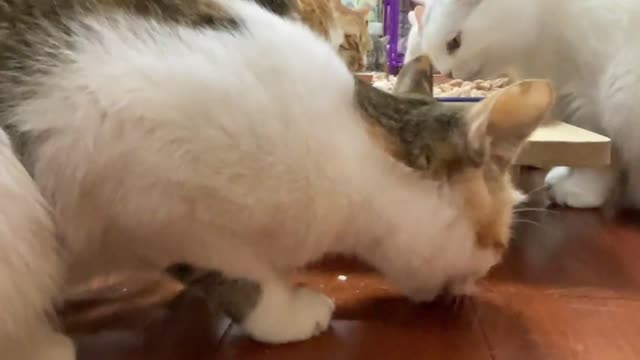 The cats are well trained and orderly. How lovely!