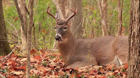 Connect with Your Inner Peace: A Meditation with Deer in the Woods