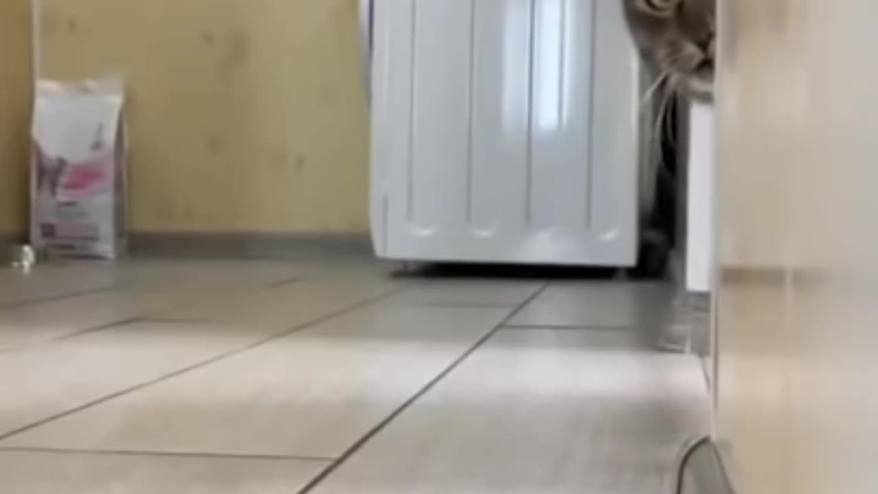 Cat 😺 funny video 🤣