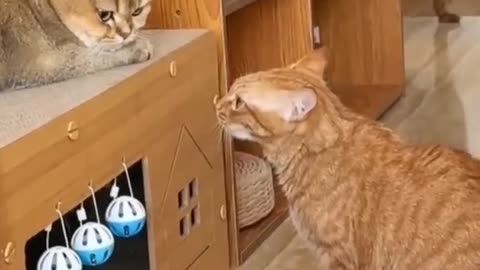 FUNNY CATS vs DOGS 🐱🐶 Best Friends or Enemies? 🐾 New Funniest Animals Videos 2023 😂