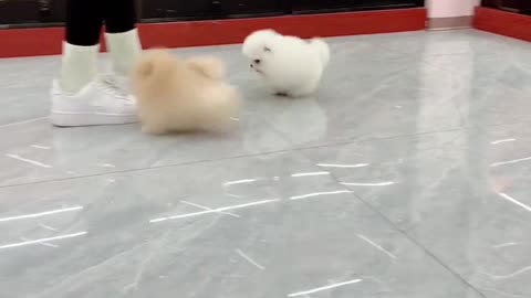 Two Little Cuties