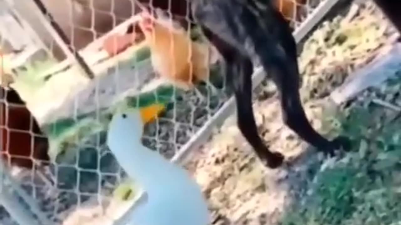 Funny animals video 😂