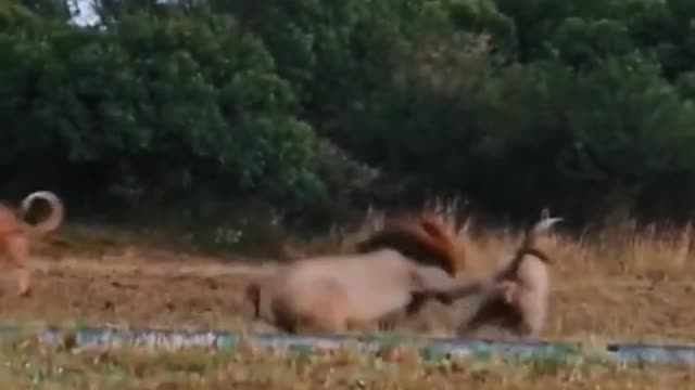 Two lions were fighting. A lion came from behind to help