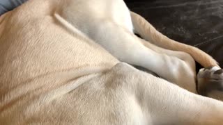 Shepherd puppy snoring.