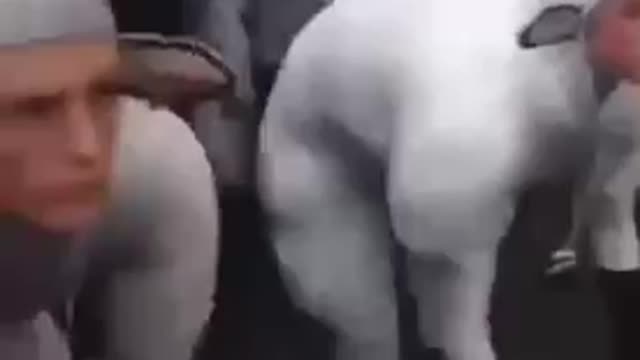 Sheep to come and get your boosters