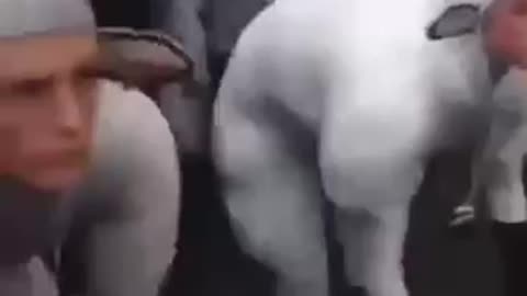 Sheep to come and get your boosters