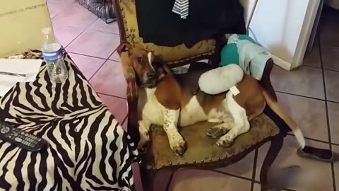 ULTIMATE|| Animal Compilation || Funny Fails || viral || comedy