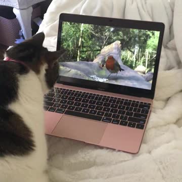 Cat Watching Birds
