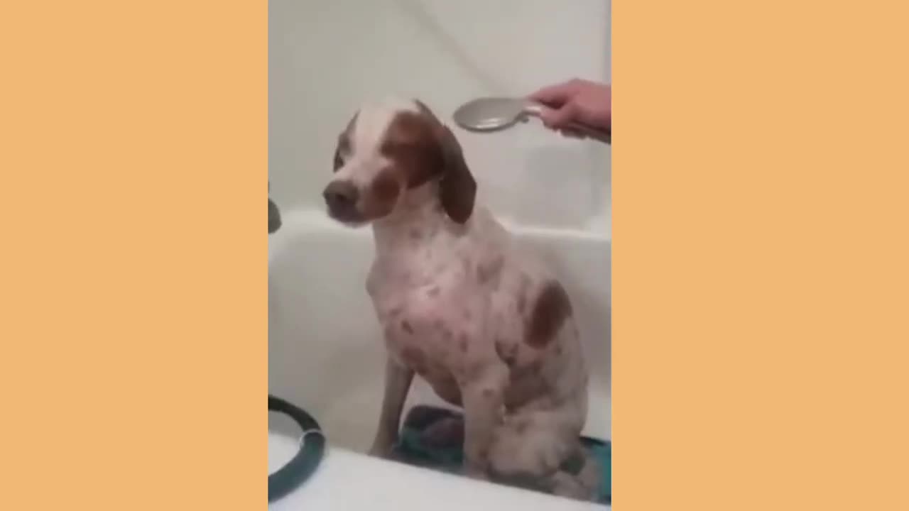 Funny Animal Video