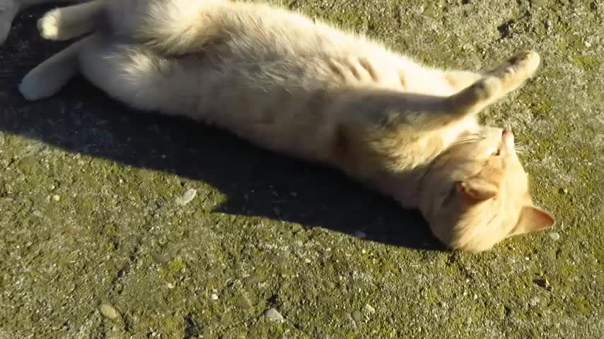 Orange cat who ignored two dogs