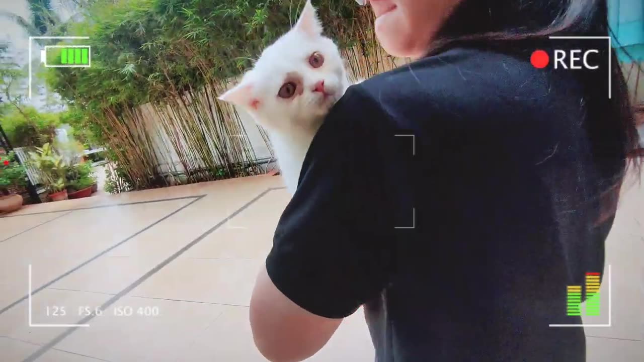 The Neighbor's Beautiful White Kitten Visting Our House | Viral Cat