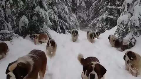 Dogs video