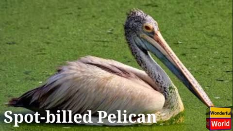 Types of Pelican.