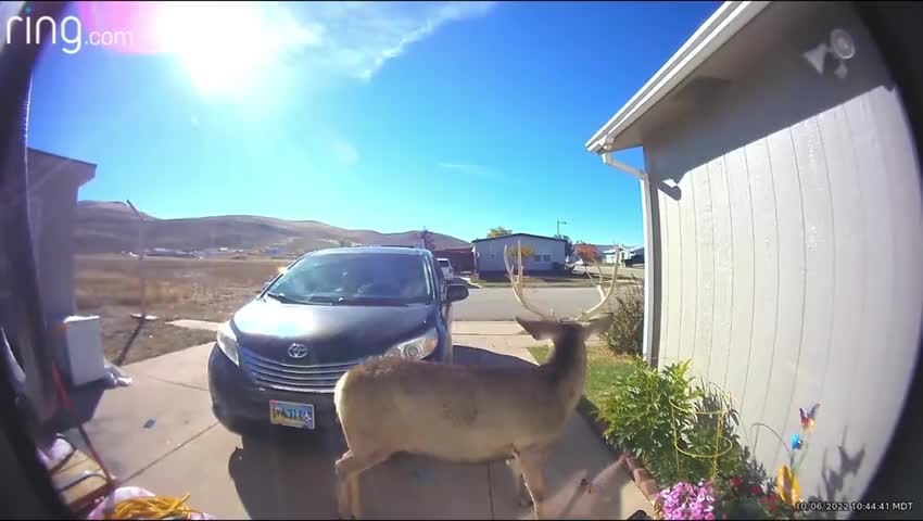 Deer Gone Wild