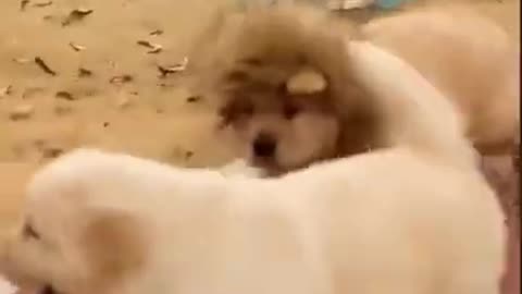 Cute dog