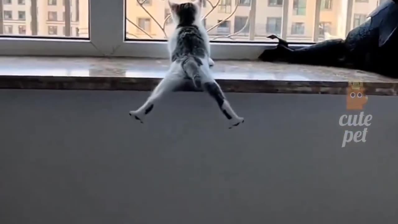 #cat #funny