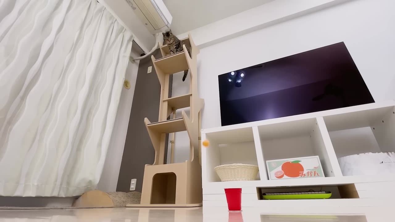 Cats and Ping Pong Trick Shots