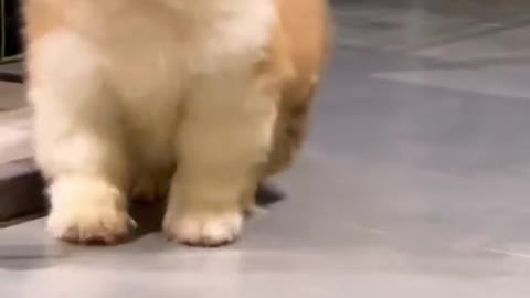 Very cute little dog