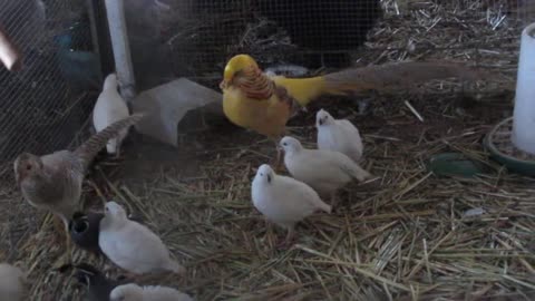 Silkie chicks (2)