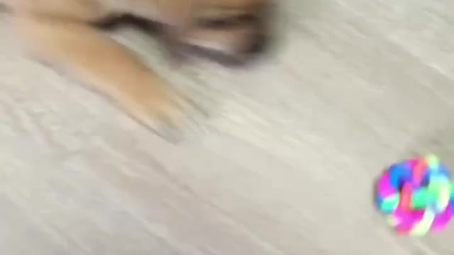 Puppie likes a ball