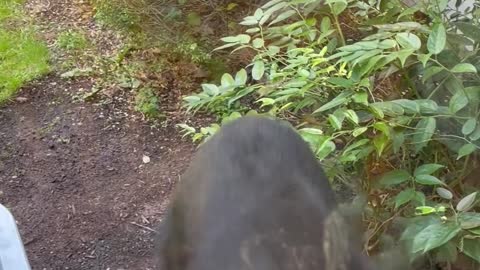 Black Bear Visits Family's Window Bird Feeder