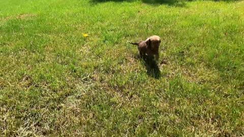 Leo's story - Stray puppy rescued from creek