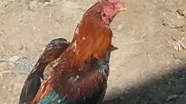 Wildlife hen
