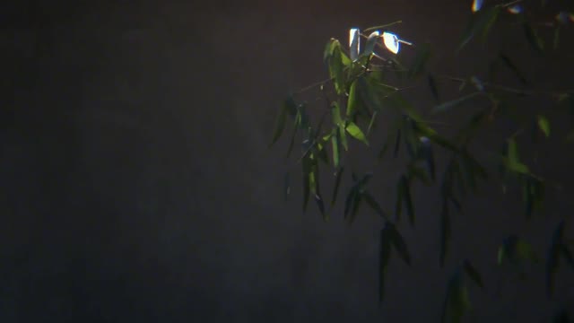 "No wind, no bamboo" in my eyes