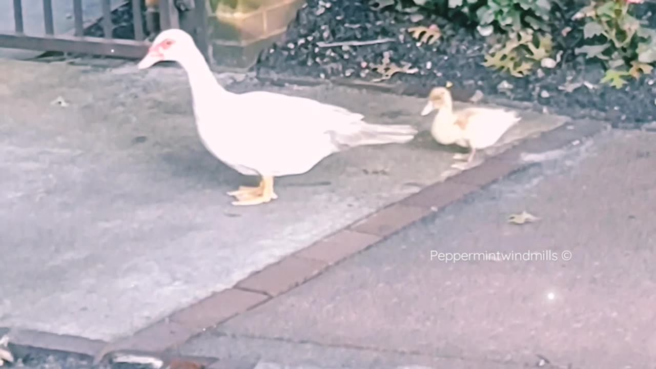 Mama and Baby Duck 🦆 🌺 💖✨•