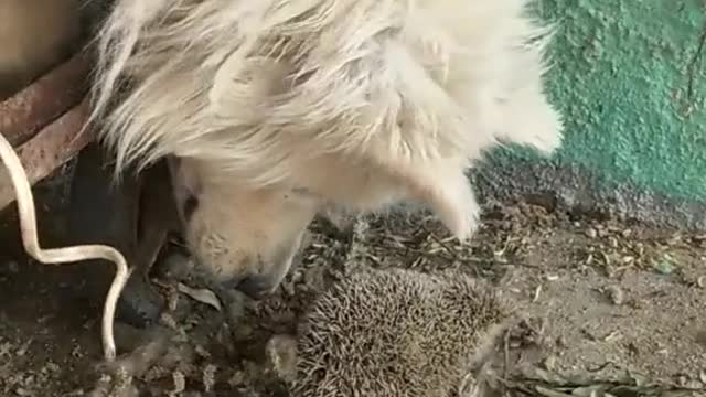 Hedgehogs