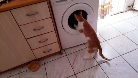 Strange cat in the washing machine!