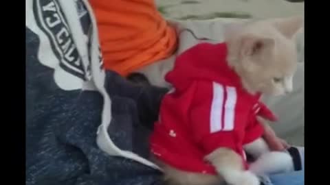 Future "dog cat" in the making..