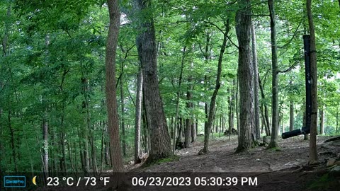 The Woods – 06/24/2023