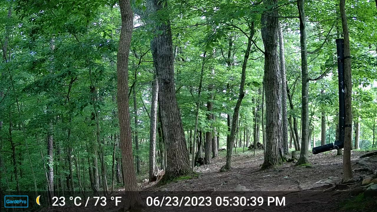 The Woods – 06/24/2023