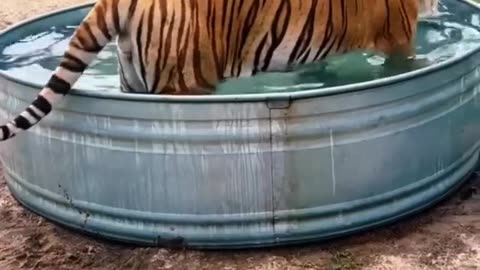 Huge tiger cooling off.Amazing