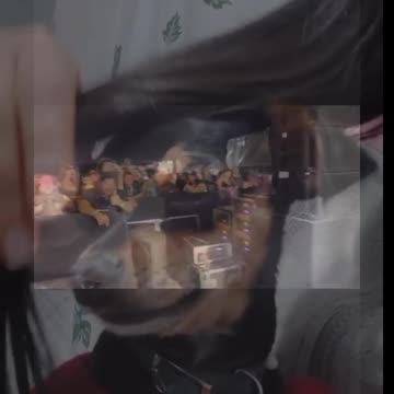 Humor - Mensagem Subliminar do Caneta Azul e Cães perplexos