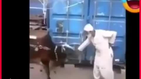 mind blowing funny attacks of animals, hilarious animal attacks