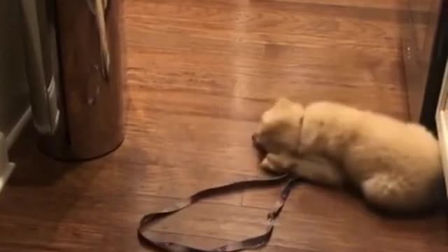 Cute Dog