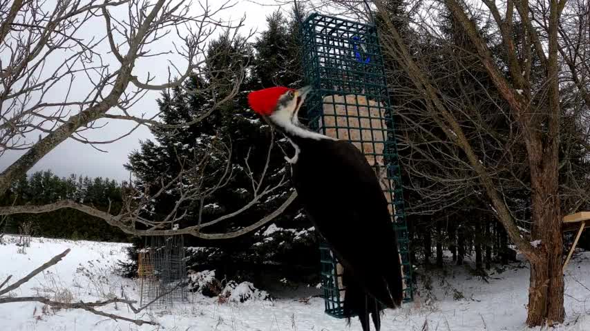 Gigantic woodpecker captured by camera mounted by bird feeder