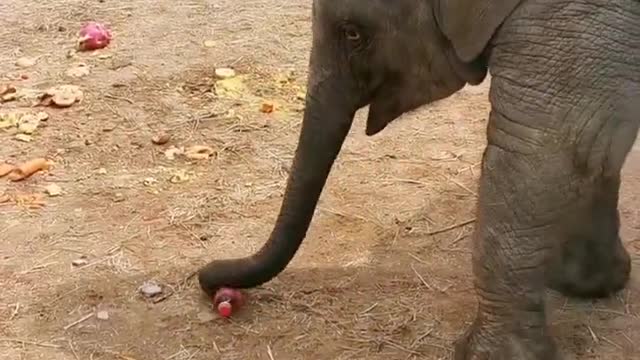 The baby elephant was angry