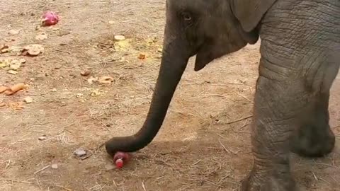 The baby elephant was angry