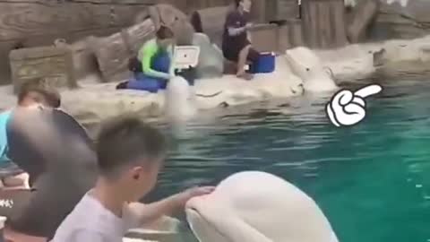 Dolphin wants to cuddle withkid | Love has no Boundaries