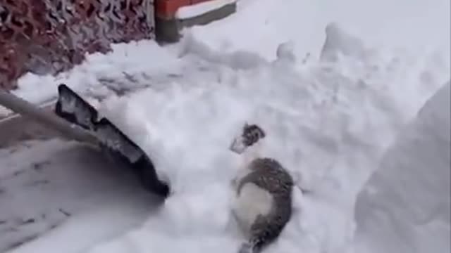 Kitty enjoying the snow