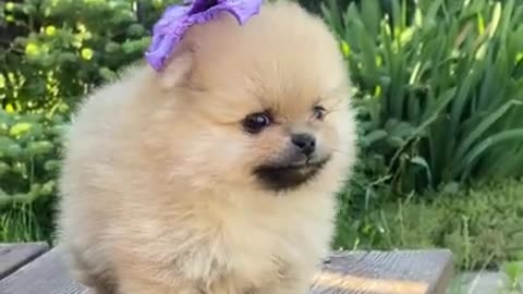 Beautiful puppy cute video.