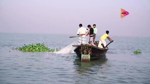 Padma river how to coughting hilisha fish