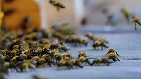 bees insects beehive