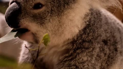 Watch the sleepy animal eat.